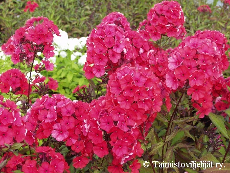 Phlox paniculata 'Starfire'